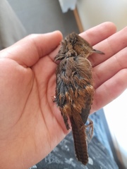 Troglodytes aedon chilensis