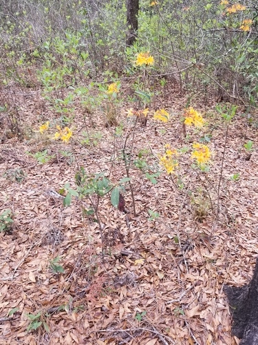 Rhododendron austrinum image