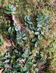 Elatostema obtusum trilobulatum
