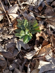 Sceptridium oneidense