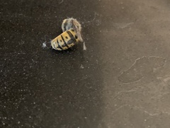 Vespula germanica