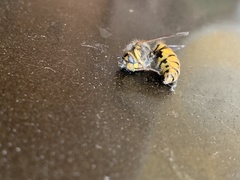 Vespula germanica
