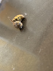 Vespula germanica