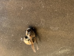 Vespula germanica