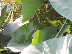 Zygoptera