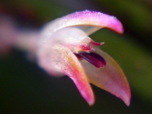 Microphyta Orchid