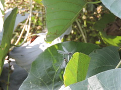 Zygoptera