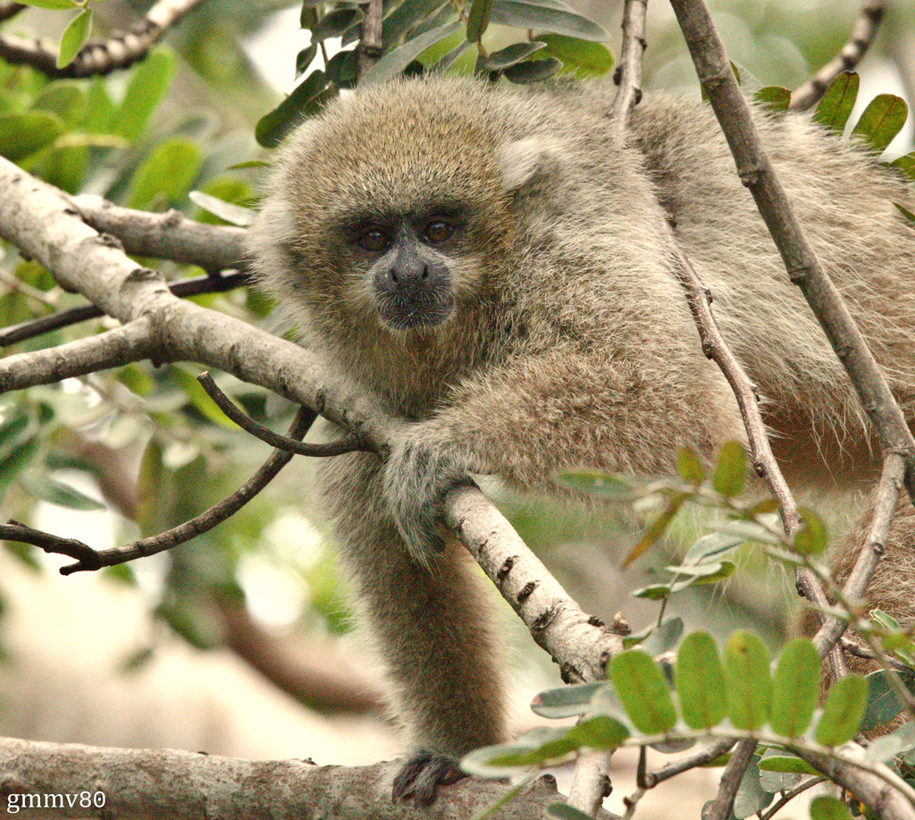 Chacoan Titi Monkey
