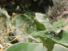 Zygoptera