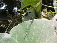 Zygoptera