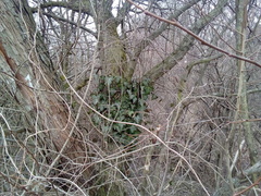 Hedera helix