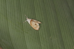 Lipocosma nigripictalis