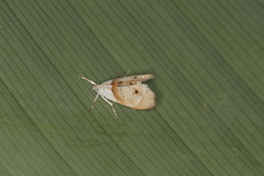 Lipocosma nigripictalis