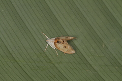 Lipocosma nigripictalis