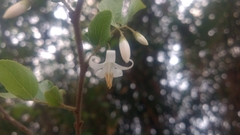 Styrax faberi