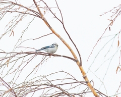 Cyanistes caeruleus × cyanus