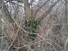 Hedera helix