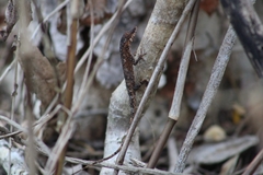 Anolis ustus