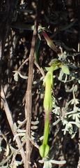 Ceropegia zeyheri