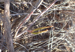Ceropegia zeyheri