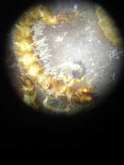 Hydropsychoidea