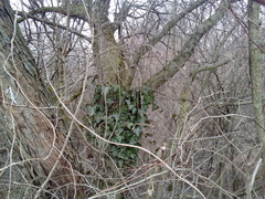 Hedera helix