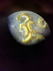 Hydropsychoidea