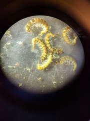 Hydropsychoidea