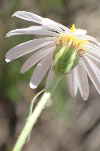 Image of Garuleum bipinnatum by (c) Nicola van Berkel, some rights reserved (CC BY-SA)