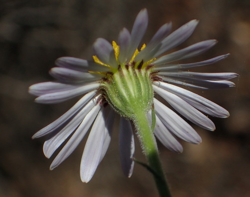 Image of Garuleum bipinnatum by (c) Nicola van Berkel, some rights reserved (CC BY-SA)
