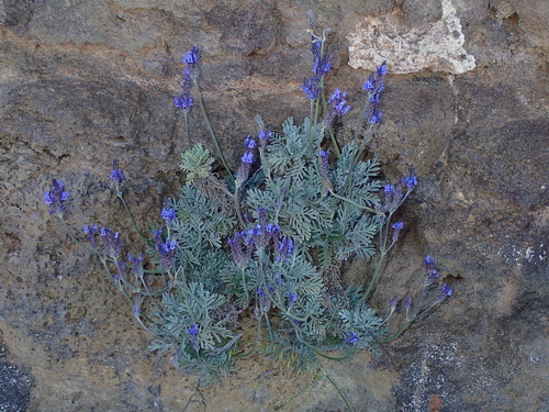 Lavenders (Lavandula)
