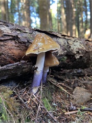 Cortinarius seidliae