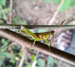 Pirithoicus ophthalmicus