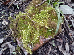 Brachythecium rutabulum