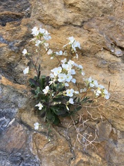 Arabis caucasica
