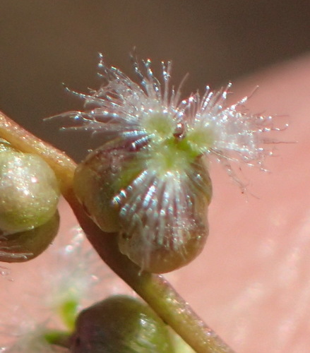 Triglochin bulbosa (Triglochin bulbosa)
