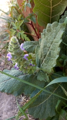 Salvia sclareoides