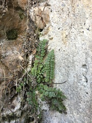 Asplenium trichomanes pachyrachis