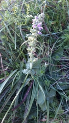 Salvia sclareoides