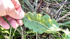 Salvia sclareoides