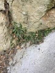 Asplenium trichomanes pachyrachis