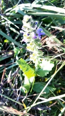 Salvia sclareoides