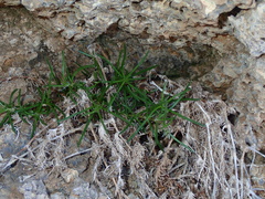 Spergularia fimbriata
