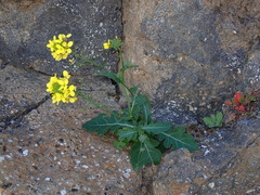 Erucastrum canariense