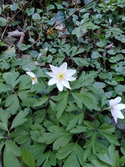 Anemonoides nemorosa