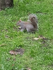 Sciurus carolinensis