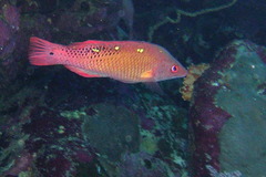 Bodianus diana