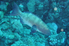 Plectropomus pessuliferus