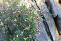 Erica umbellata