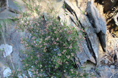 Erica umbellata